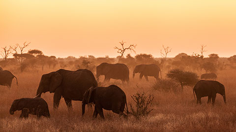 Elephants in Kruger National Park.