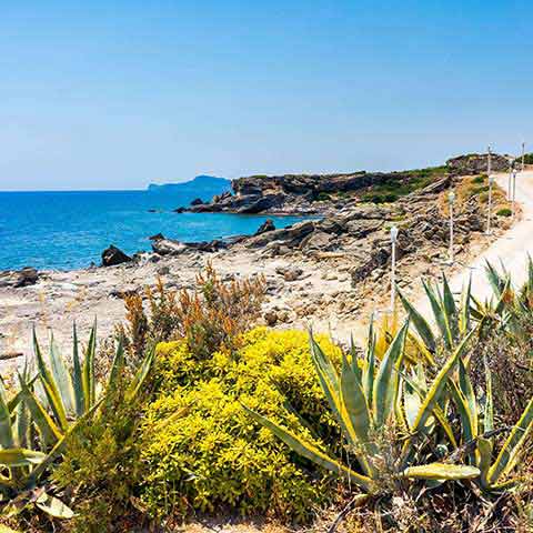 Coastal vegetation near kalithea Rhodes Dodecanese Greece Europe.