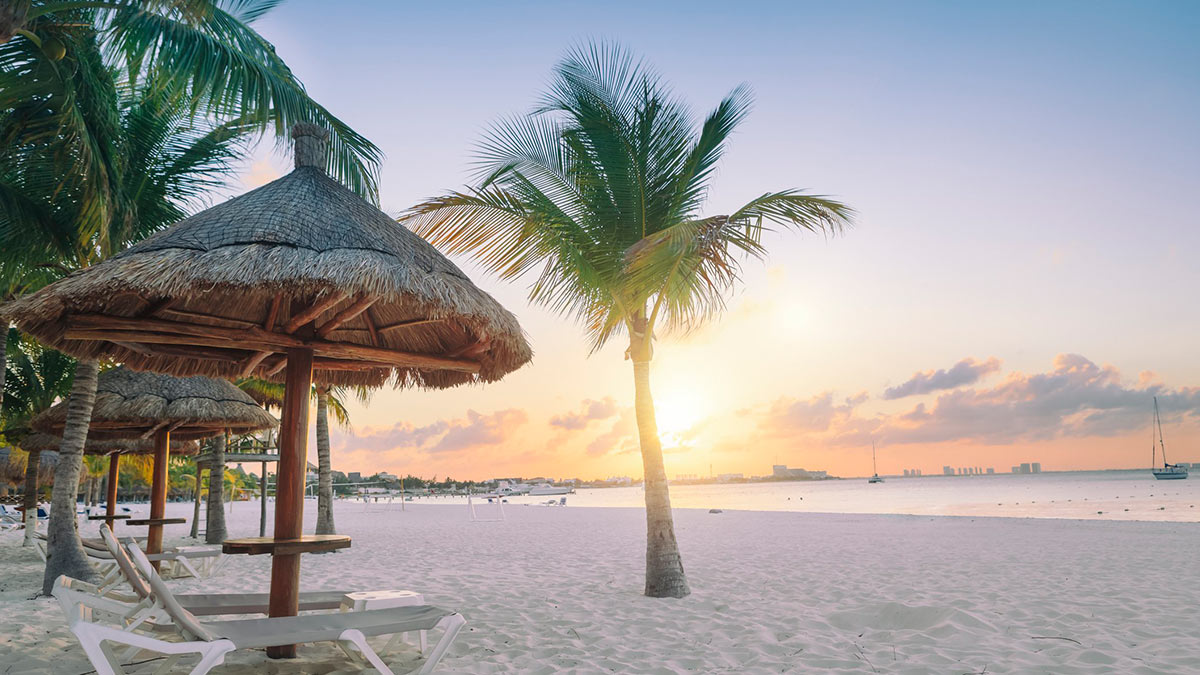 Palm tree on beach in Cancun.