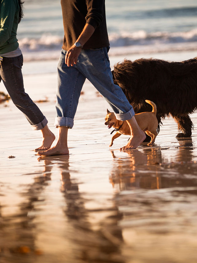 Dogs on Carmel Beach © Pgiam/Getty Images.