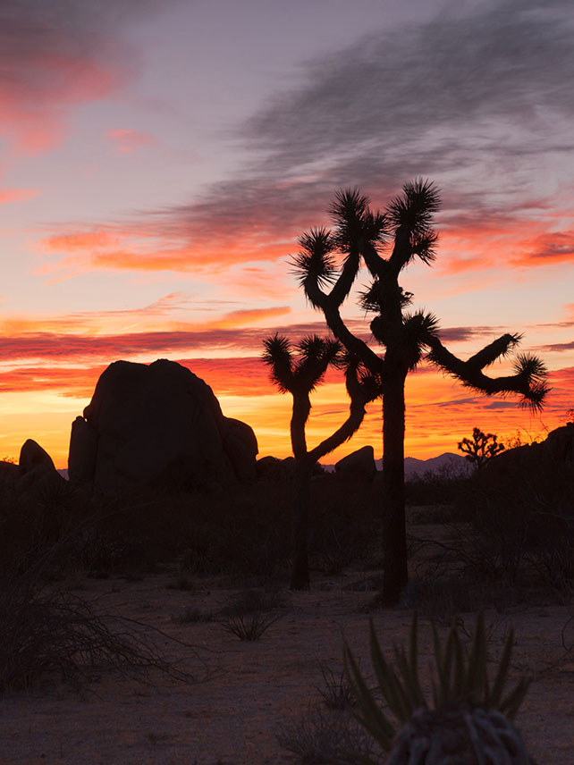 Discover your inner hippie at Joshua Tree National Park © Getty