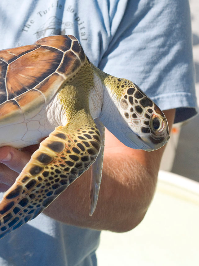 Close-up of a turtle, The Turtle Hospital, Marathon Dolphin Sanctuary, Marathon, Florida Keys. ©Radius Images.