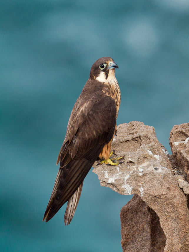 The rare Eleanora’s falcon on Tilos © Fabrizio Moglia
