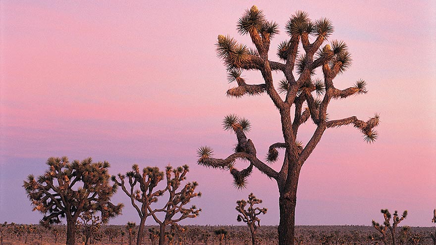 Witness the ethereal pink skies of Joshua Tree National Park © Getty.