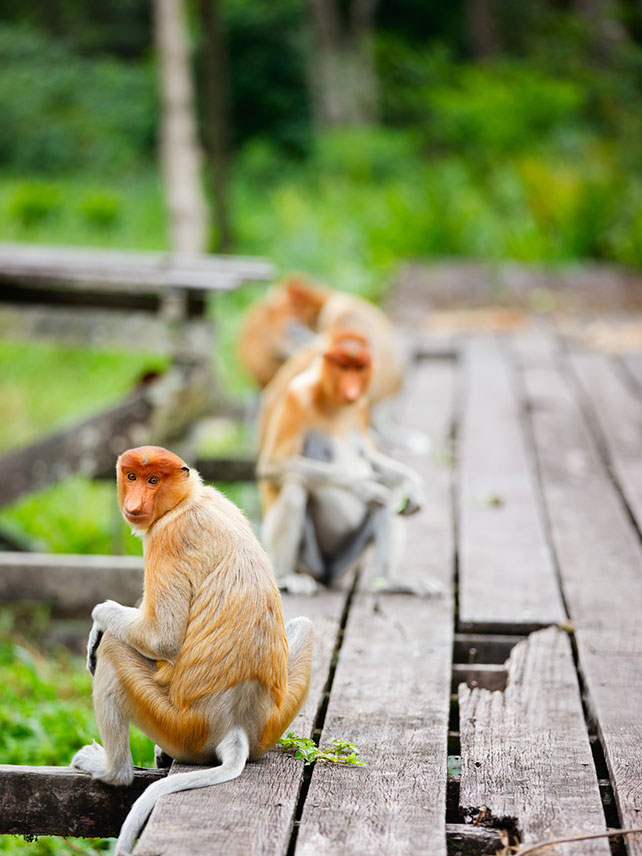 Proboscis monkeys, Sandakan, Borneo island in Malaysia. ©shalamov.