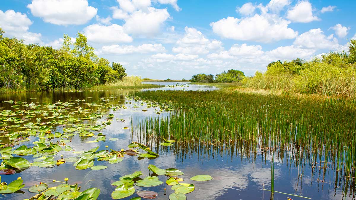 Florida’s wetlands, Everglades National Park. Photo credit: romrodinka.