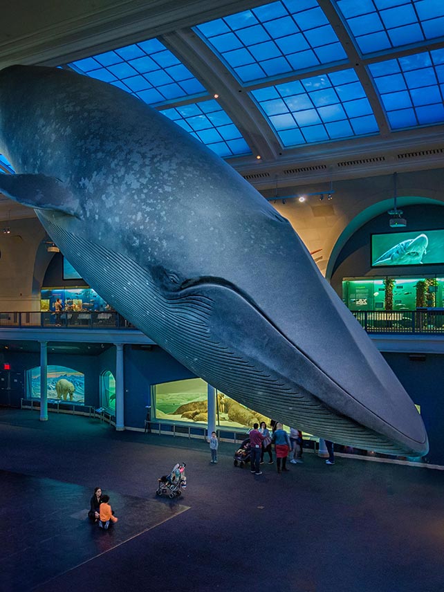 The Giant Blue Whale at the American Museum of Natural History. © dleiva / Alamy Stock Photo.