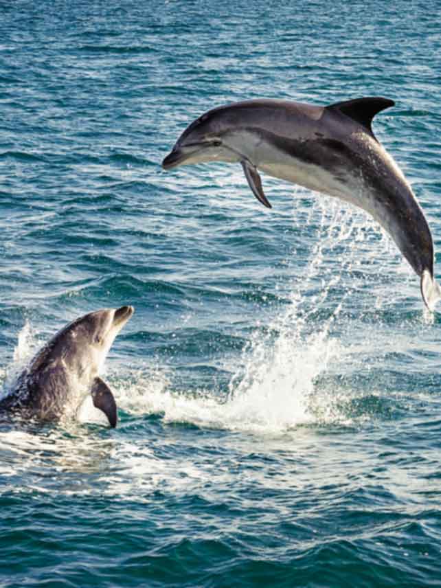 Port Elizabeth known as the ‘bottlenose dolphin capital of the world’ – so regular sightings of pods in the bay are guaranteed © George Clerk/Getty Images