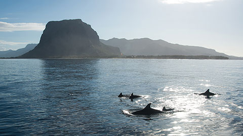 A school of dolphins playing in the clear water of the Indian Ocean in the picturesque backdrop of mountains and sunrise.